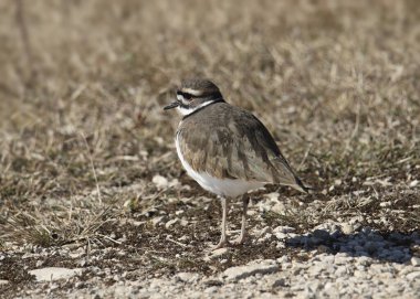 Ölüm geyiği (charadrius vociferus) otlak bir çayırda duruyor