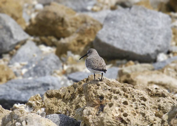 Dunlin Nonbreeding Calidris Alpina — Stock Photo, Image