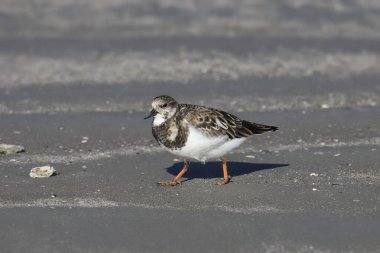 Ruddy Turnstone (üreme) (Arenaria yorumlar))