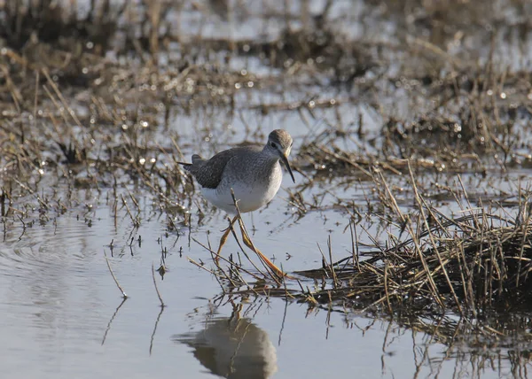 Pieds Jaunes Moins Grands Tringa Melanoleuca Tringa Flavipes — Photo