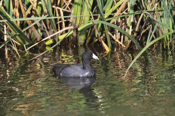 Amerikanischer Kaulquappen Fulica Americana — Stockfoto