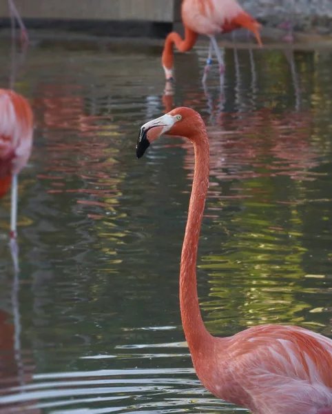 Uitsluitend Amerikaanse Flamingo Phoenicoperus Met Kop Hals — Stockfoto