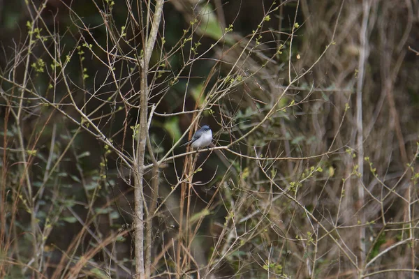 Γαλάζιο Γκρίζο Gnatcatcher Polioptila Caerulea — Φωτογραφία Αρχείου