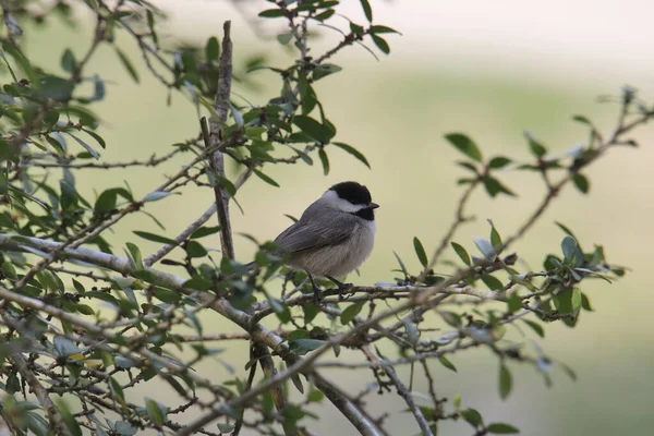 Mésange Caroline Poecile Carolinensis — Photo