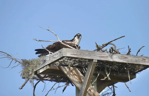 Osprey Pandion Haliaetus Laiturilla Pesä — kuvapankkivalokuva