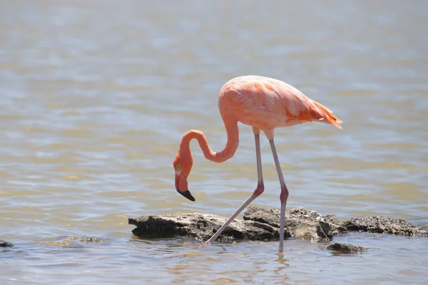 American Flamingo Phoenicopterus Ruber — Stock Photo, Image