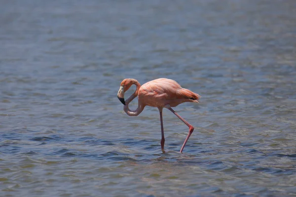 American Flamingo Phoenicopterus Ruber — Stock Photo, Image