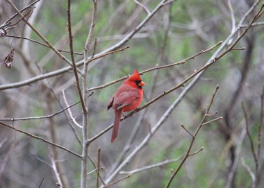Kuzey Kardinali (erkek) (Kardinaller))