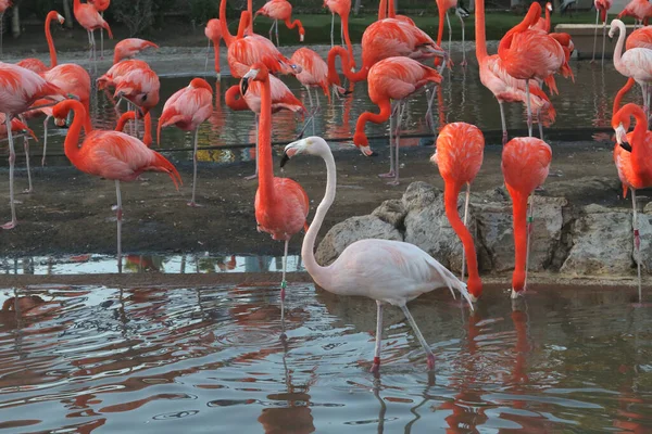 Een Onvolwassen Amerikaanse Flamingo Een Kudde Volwassen Flamingo — Stockfoto
