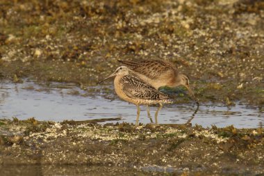 Kısa gagalı Dowitcher (limnodromus griseus)