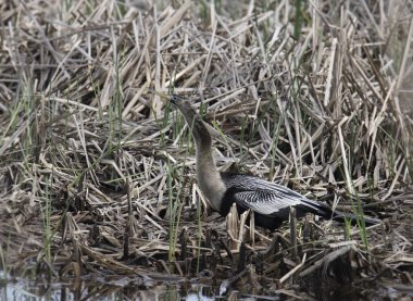 Anhinga (dişi, üreme) çimenlerde oturuyor