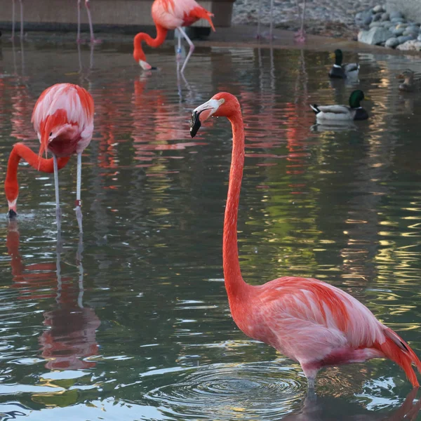 Amerikaanse Flamingo Phoenicopterus Ruber — Stockfoto