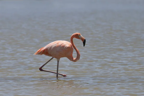 Amerikaanse Flamingo Phoenicopterus Ruber — Stockfoto