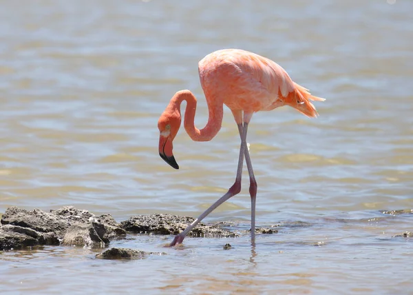 Amerikaanse Flamingo Phoenicopterus Ruber — Stockfoto