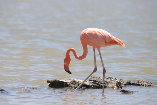 Flamingo Americano Phoenicopterus Ruber — Fotografia de Stock