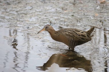 Kral Demiryolu (rallus elegans)
