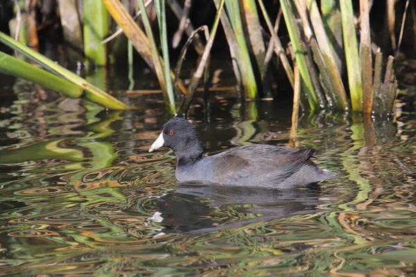 Amerikansk Sot Fulica Americana — Stockfoto