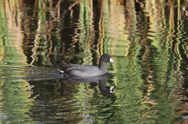 Coot Americano Fulica Americana — Fotografia de Stock