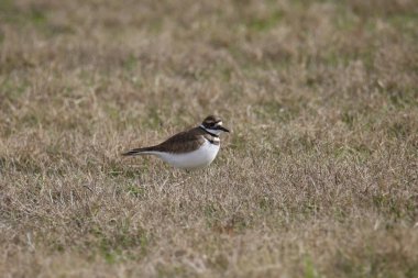 Ölüm geyiği (charadrius vociferus) çimenli bir çayırda oturuyor