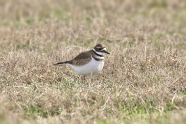Ölüm geyiği (charadrius vociferus) otlak bir çayırda duruyor