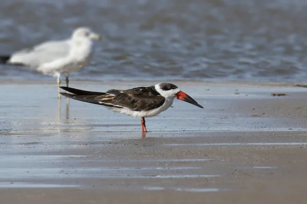 Rynchops Niger Tern Seabird Bird Black Skimmer Tern Black Orange — Stock Photo, Image