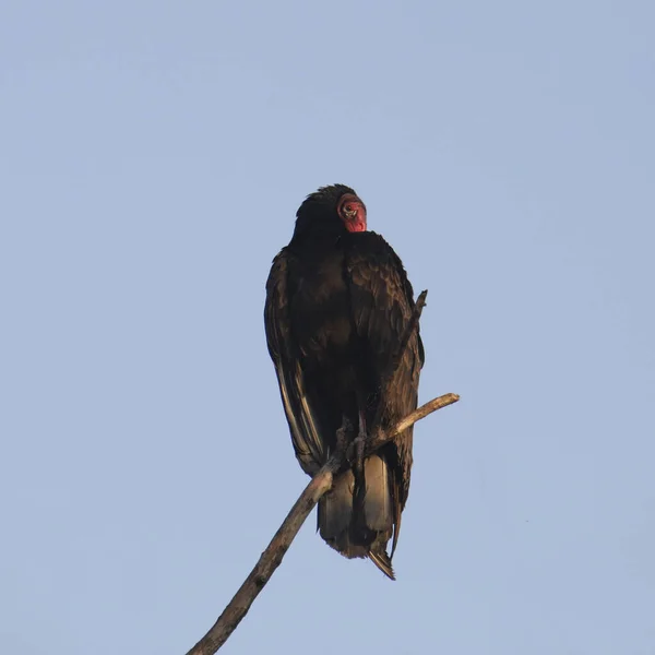 Turchia Avvoltoio Cathartes Aura — Foto Stock