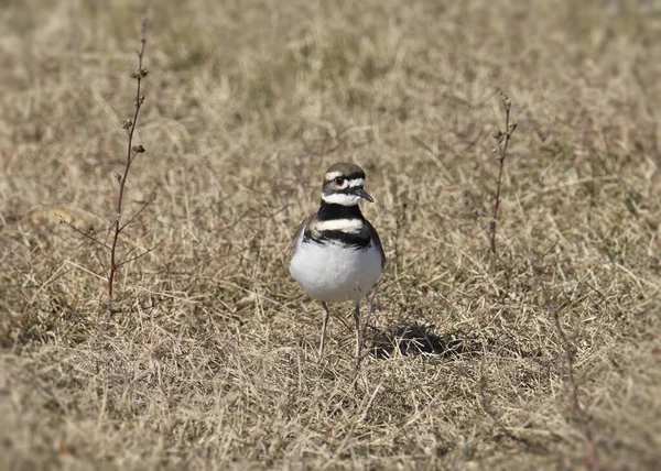 Cerf Virginie Charadrius Vociferus Debout Dans Une Prairie Herbeuse — Photo