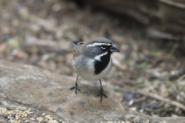 Siyah Boğaz Serçesi (amphispiza çifteata)