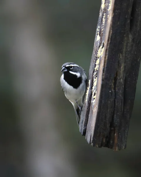 Black Throated Sparrow Amphispiza Bilineata — Stock Photo, Image