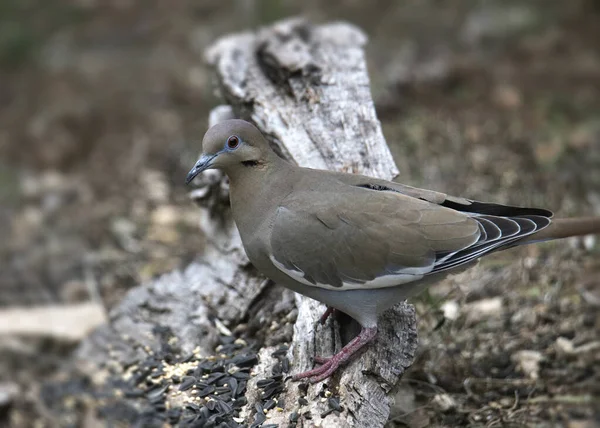 Vitvingad Duva Zenaida Asiatica — Stockfoto