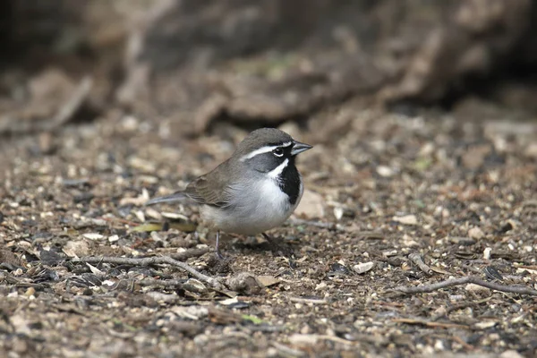 Black Throated Sparrow Amphispiza Bilineata — Stock Photo, Image