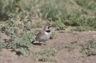Boynuzlu Lark (eremophila alpestris)) 