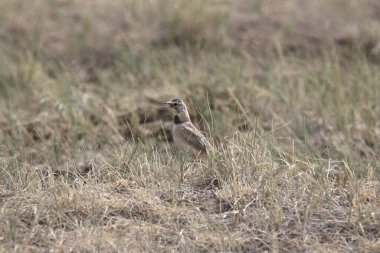 Boynuzlu Lark (eremophila alpestris) çimenlerde oturuyor