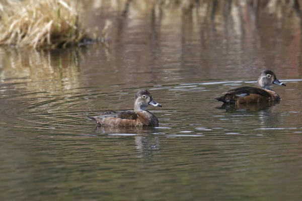 Ringhalsente Ente Weibchen Aythya Collaris — Stockfoto