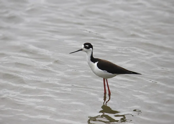 Black Necked Stilt Himantopus Mexicanus — Stock Photo, Image