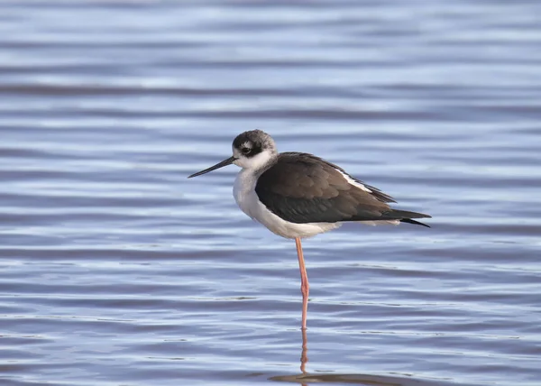 Inclinação Pescoço Preto Himantopus Mexicanus — Fotografia de Stock