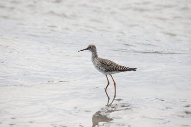 Daha büyük ya da daha Küçük Sarıbacak (tringa melanoleuca ya da tringa flavipes)