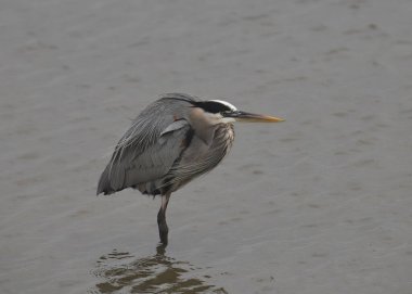 Büyük Mavi Balıkçıl (ardea herodias) 