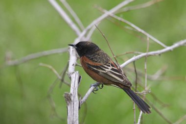 Orchard Oriole (erkek) (icterus spurius))