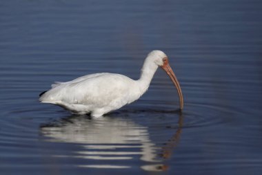 Beyaz Ibis (eudocimus albus) 