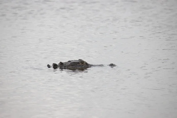 Amerikaanse Alligator Alligator Mississippiensis Meestal Ondergedompeld Water — Stockfoto