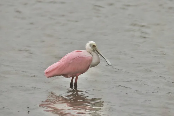 Roos Lepelaar Platalea Ajaja — Stockfoto