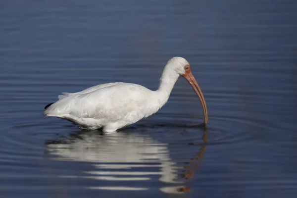 Ibis Eudocimus Albus Bianco — Foto Stock