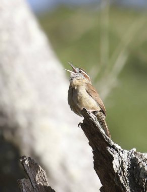 Carolina çit kuşu (Thryothorus ludovicianus)