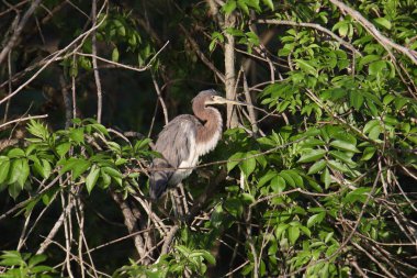 Üç renkli balıkçıl (egretta üç renkli) bir ağaca tünemiş.