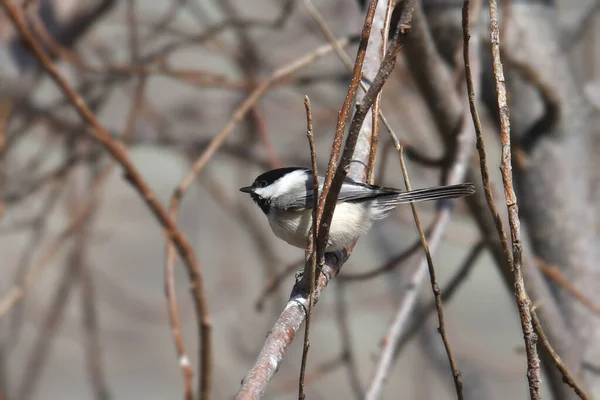 Sort Udjævnet Chickadee Poecile Atricapillus - Stock-foto