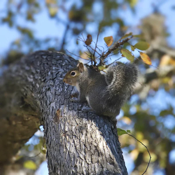 Esquilo Cinzento Oriental Sciurus Carolinensis — Fotografia de Stock