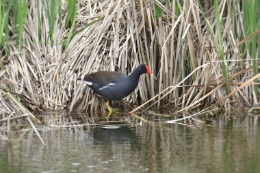 Genel Gallinule (gallinula galeata)