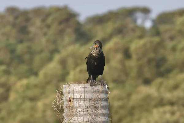 Cormorán Doble Cresta Phalacrocorax Auritus — Foto de Stock