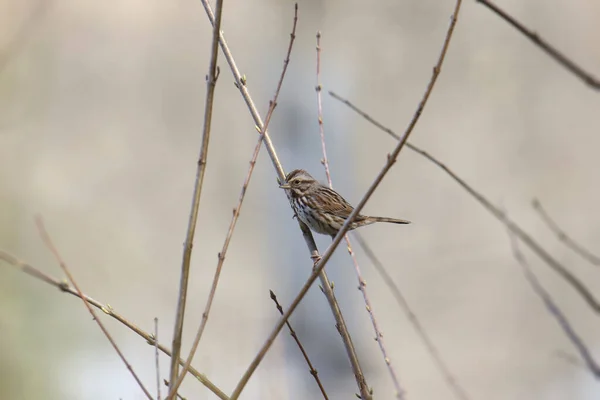 Song Sparrow Мелодія — стокове фото